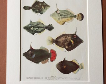 1950 Original Vintage Fish Print - Mounted and Matted - Available Framed - Tropical Fish - Marine Species - Sealife - Ocean Decor