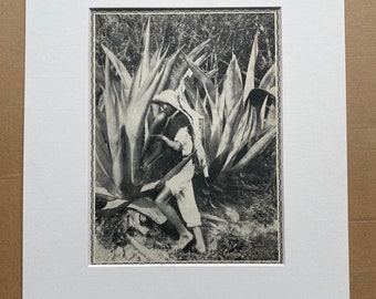 1940s Pulque - The National Beverage of the Mexicans Original Vintage Print - Mounted and Matted - Mexico - Available Framed