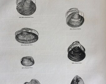 1856 Large Original Antique Sea Shell Engraving - Shellfish - Cockle - Clam - Marine Wildlife - Wall Decor - Home Decor - Marine Decor