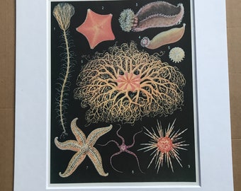 1988 Echinoderms Original Vintage Print - Ocean Wildlife - Marine Decor - Mounted and Matted - Available Framed