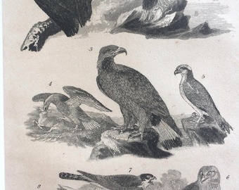 1822 Original Antique Matted Bird Engraving - Vulture, Condor, Eagle, Osprey, Buzzard, Hawk, Goshawk - Ornithology - Framed Decor