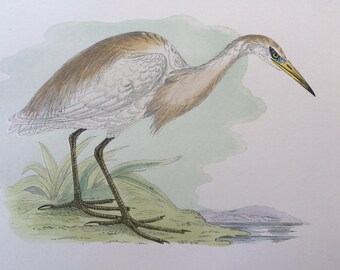 1903 Buff-Backed Heron Original Antique Matted Hand-Coloured Engraving - Ornithology - Available Framed - Wildlife - Decorative Art