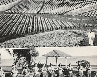 1940s Scenes of Work & Play in Sunny Hawaii Original Vintage Print - Pineapple Field - Honolulu - Mounted and Matted - Available Framed