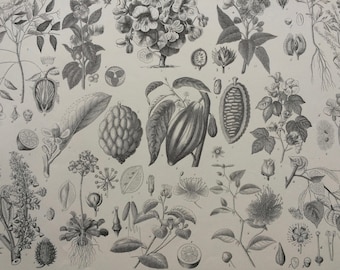 1869 Botany Large Original Antique Engraved Illustration - Botanical Art - Cacao, Citrus Fruit, Flower - Plant - Mounted and Matted