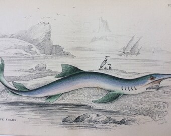 1843 Original Antique Hand-Coloured Steel Engraving - Blue Shark - Ichthyology - Jardine - Fish - Marine Decor - Ocean Wildlife