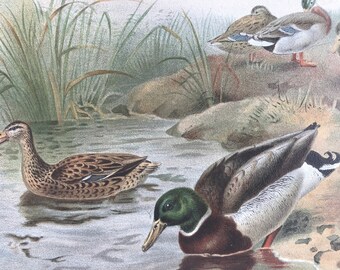 1893 Wild Duck Original Antique Print - Ornithology - Bird Art - Mounted and Matted - Available Framed