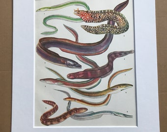 1983 Original Vintage Print - Eel - Fish - Ichthyology - Ocean Wildlife - Marine Decor - Mounted and Matted - Available Framed