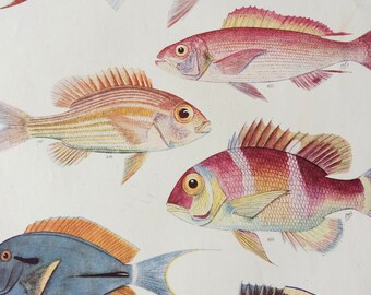 1950 Original Vintage Fish Print - Mounted and Matted - Available Framed - Tropical Fish - Marine Species - Sealife - Ocean Decor