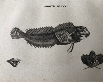 1812 Smooth Blenny Original Antique Engraving - Ichthyology - Fish Art - Fishing Cabin Decor - Available Framed