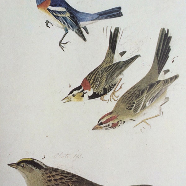 1966 Longspur, Towhee, Sparrow, Bunting Original Vintage Audubon Print, Available Framed 14 x 11 inches, Bird Decor, Ornithology