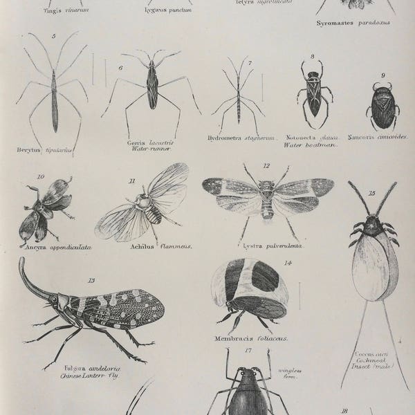 1891 Hemiptera - Cochineal, Louse, Lantern Fly, Water Runner Original Antique Steel Engraving - Encyclopaedia Illustration -  Entomology