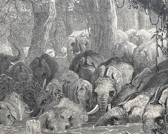 1893 The Haunt of the African Elephant Original Antique Print - Wildlife - Natural History - Mounted and Matted - Available Framed