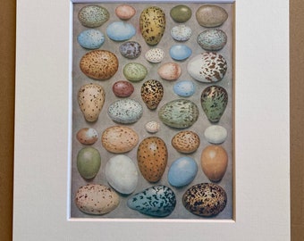 1930s British Birds Eggs Original Vintage Print - Ornithology - Mounted and Matted - Available Framed