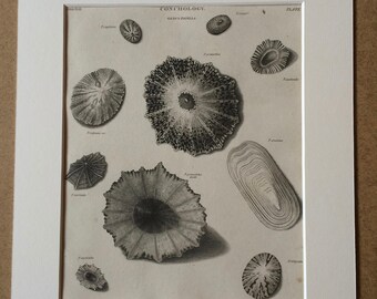 1819 Original Antique Engraving - Seashell - Shell - Conchology - Shellfish - Marine Wildlife Decor - Available Matted and Framed