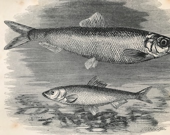 1863 Herring and Sprat Original Antique Print - Ichthyology - Ocean Wildlife - Marine Decor - Mounted and Matted - Available Framed