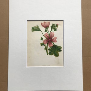 May include: A vintage botanical illustration of a pink Common Mallow flower with green leaves. The illustration is printed on paper and has the text "COMMON MALLOW" at the bottom.