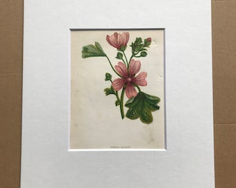 1852 Original Antique Hand-Coloured Anne Pratt Botanical Illustration - Common Mallow - Botany - Garden - Available Framed