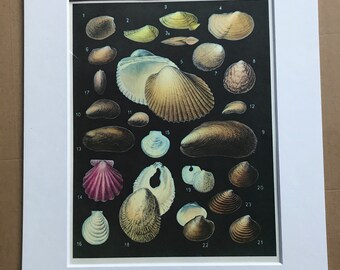 1988 Bivalve Sea Molluscs Original Vintage Print - Bivalvia - Marine Decor - Ocean Wildlife - Mounted and Matted - Available Framed