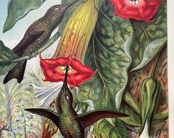 1880 Hummingbird fertilising a Brugmansia Original Antique Print - Mounted and Matted - Available Framed - Botanical - Ornithology