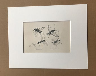 1863 Sawfly, Sabre Wasp Original Antique Print - Lepidoptera - Entomology - Insect - Mounted and Matted - Available Framed