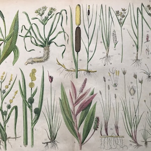 1880 年 大型オリジナルアンティーク植物リトグラフ - 植物プリント - 植物学 - 植物 - 植物アート - 壁装飾 - 草 - スゲ - 葦