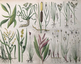 1880 Large Original Antique Botanical Lithograph - Botanical Print - Botany - Plants - Botanical Art - Wall Decor - Grass - Sedge - Reed