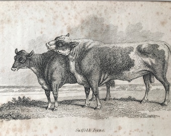 1809 Suffolk Duns Original Antique Engraving - Natural History - Cow - Cattle - Available Matted and Framed