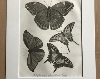 1821 Papilio - Butterflies named after celebrated Greeks Original Antique Copperplate Engraving - Lepidoptera - Available Matted and Framed