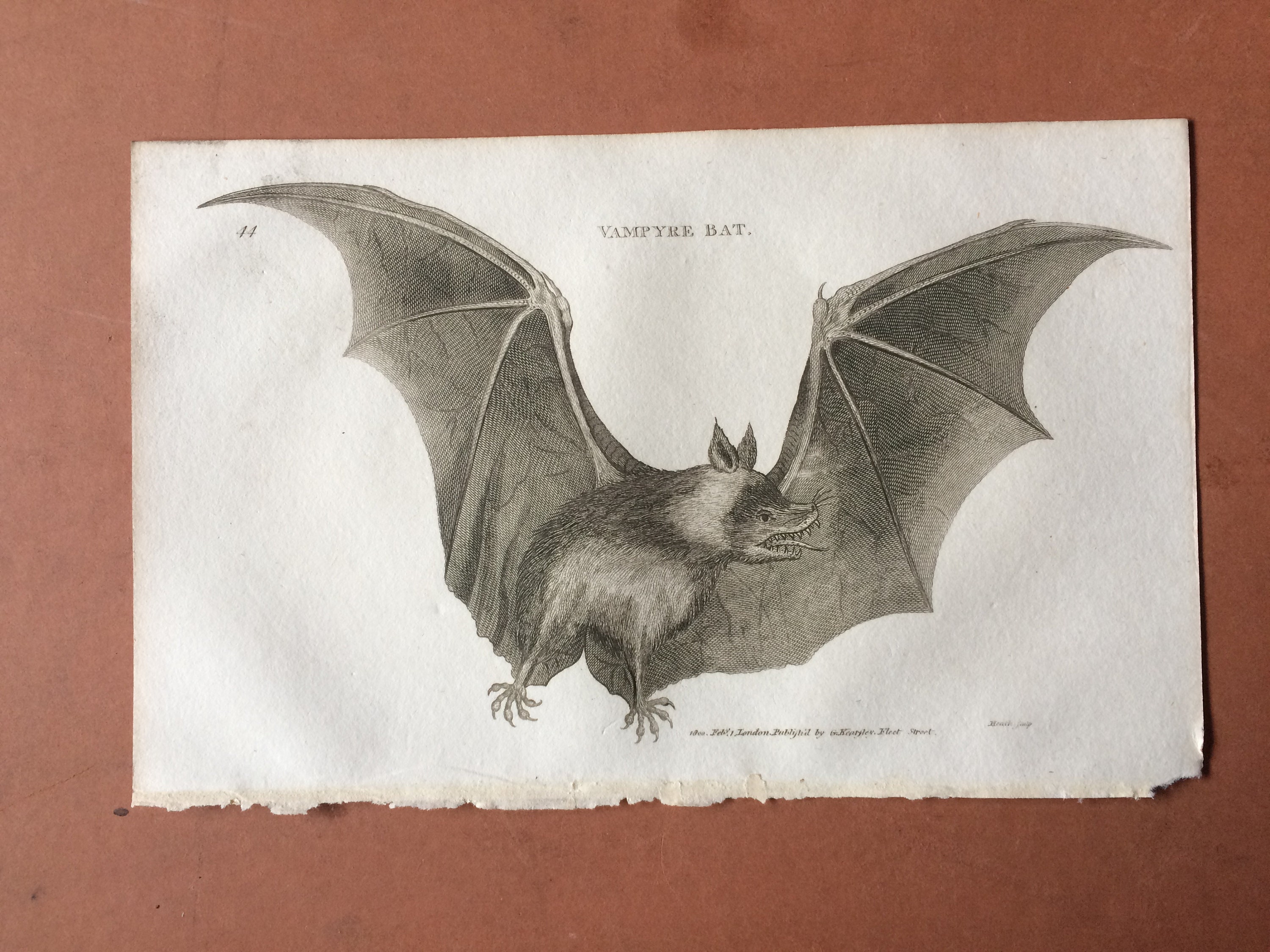 1800 Vampyre Bat Original Antique Engraving Chiroptera Zoology