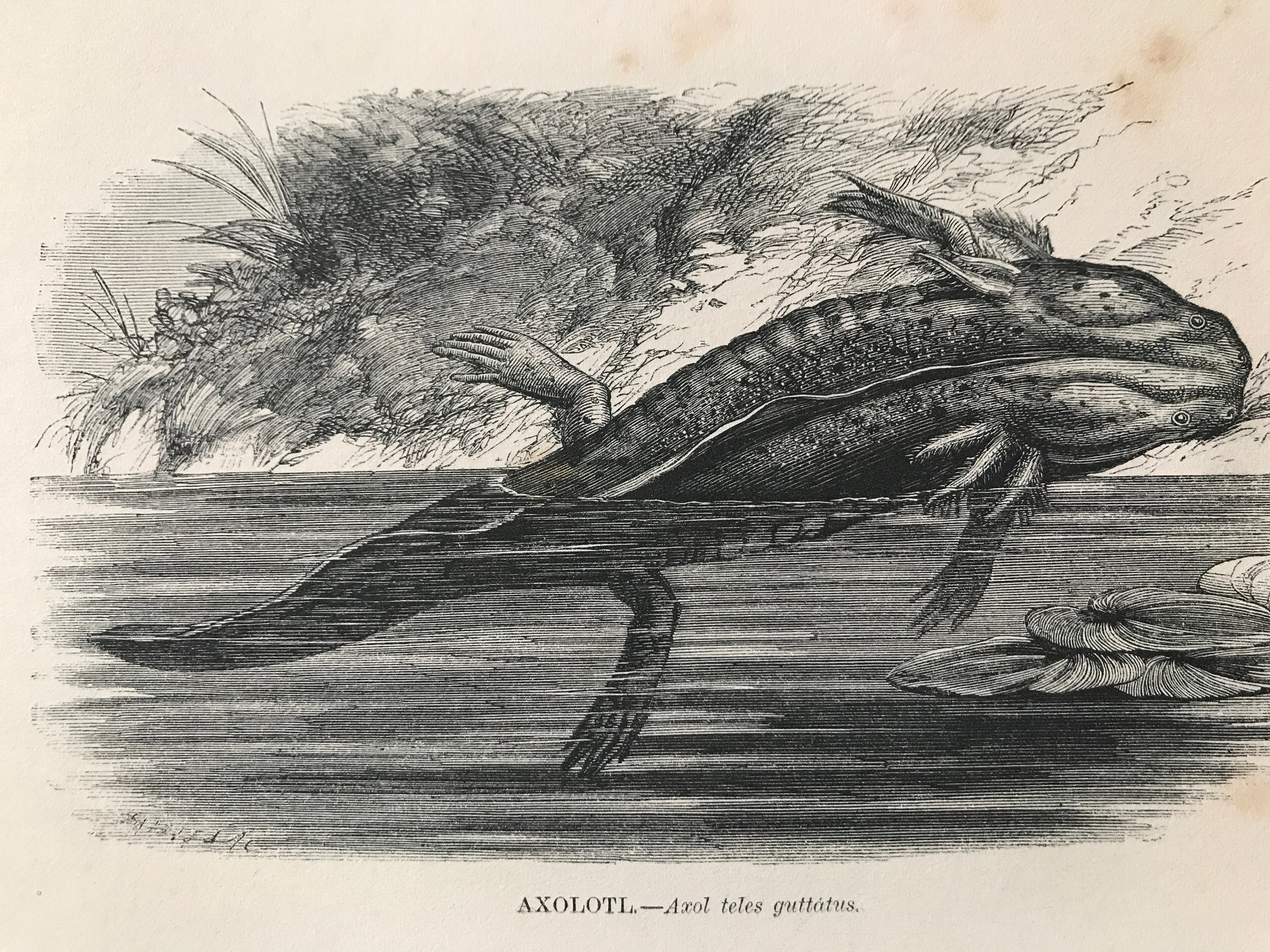 1863 Axolotl Original Antique Print Amphibian Natural History Mounted And Matted Available Framed