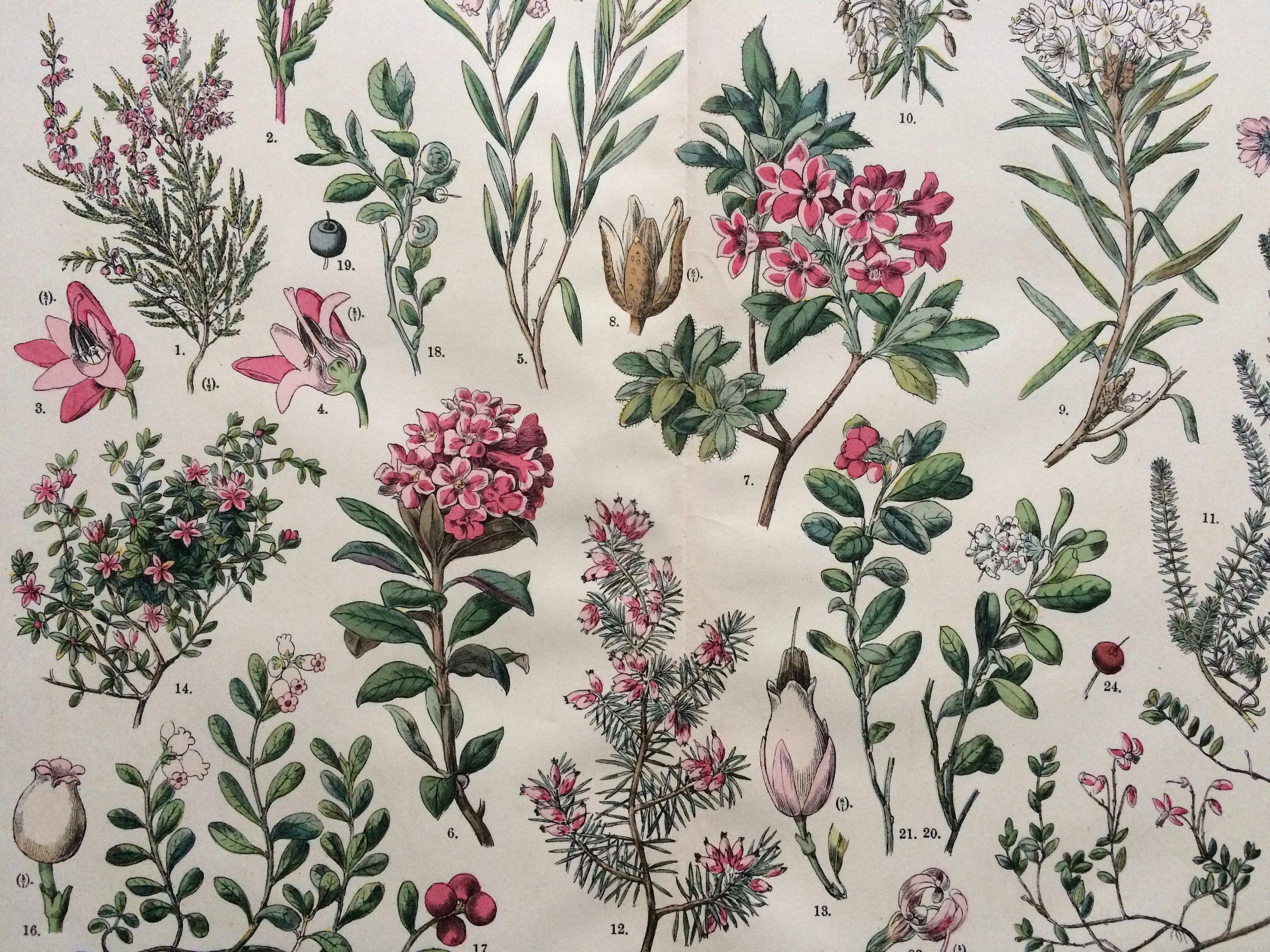 1890 Large Original Antique Botanical Lithograph Botanical Print