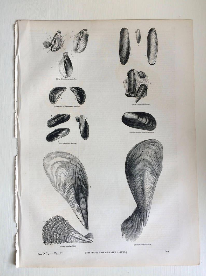 Shellfish Home Decor Conchology Wall Decor 1856 Large Original Antique Sea Shell Engraving Marine Wildlife Marine Decor