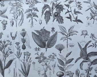 1869 Botany Large Original Antique Illustration - Nicotiana, Pepper, Belladonna, Gentian, Jasmine - Botanical Art - Mounted and Matted