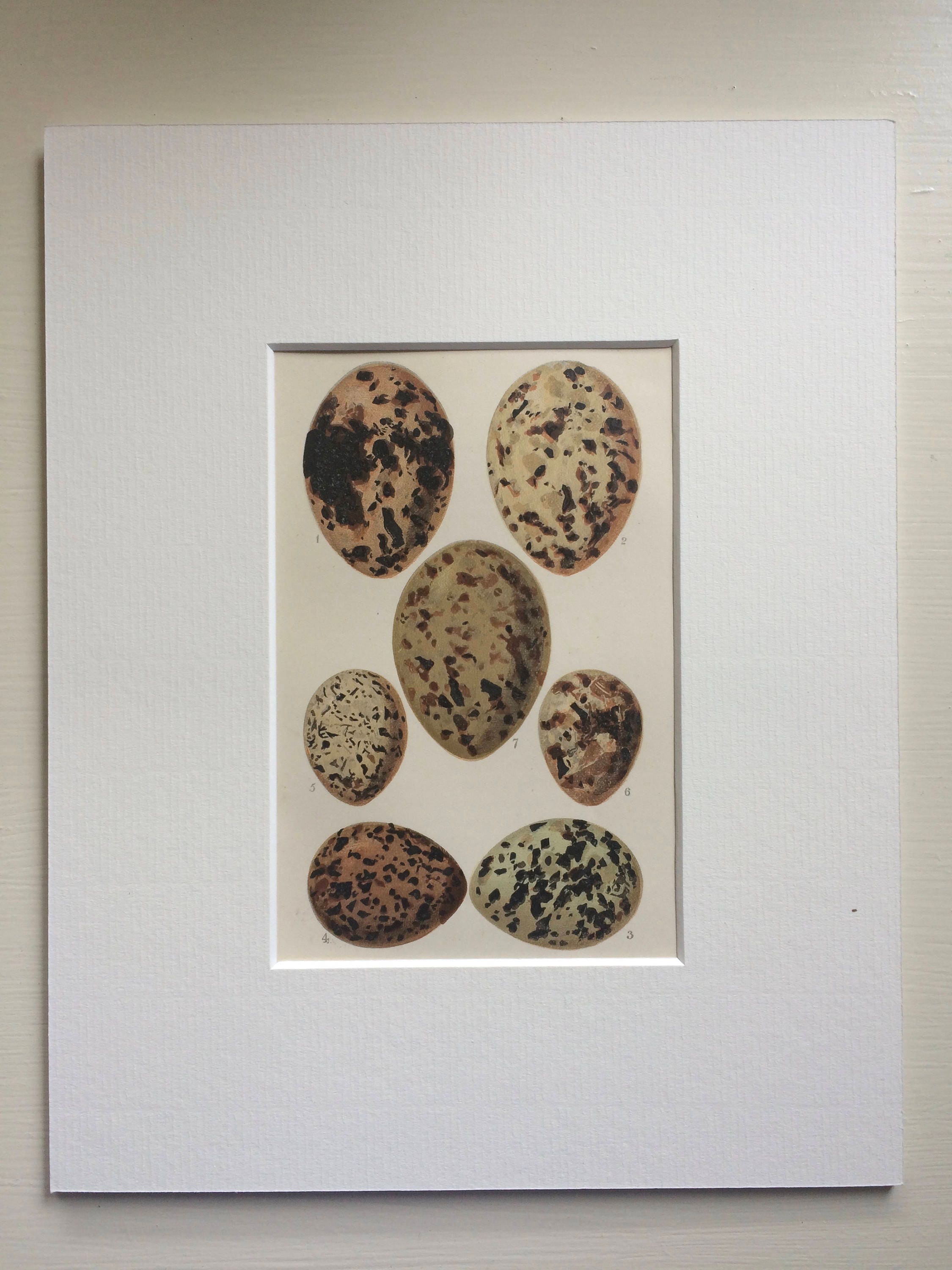 1867 Bird Egg Original Antique Lithograph - Matted and Available Framed ...