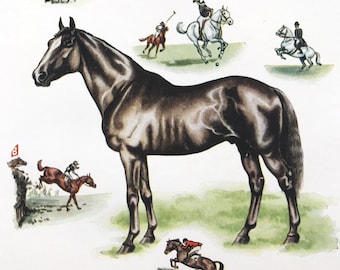 1940s Horse - Mans Friend in Sport and Work  Original Vintage Print - Mounted and Matted - Equine Animal Art - Available Framed