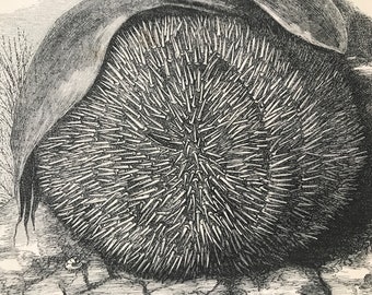 1863 Common Sea Urchin Original Antique Print - Fish - Ocean Wildlife - Marine Decor - Mounted and Matted - Available Framed