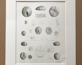 1857 Original Antique Engraving - Fossil Echinodermata of the Oolitic Formations- Palaeontology - Mounted and Matted - Available Framed