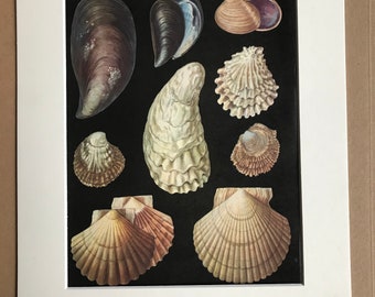 1968 Oysters Original Vintage Shell Print - Mounted and Matted - Available Framed - Marine Wildlife Wall Decor - Seashell - Crustacean