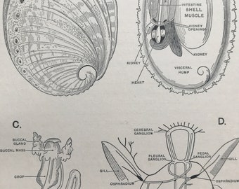 1903 Structure of the Ormer Original Antique Print - Abalone - Ichthyology - Fish Print - Mounted and Matted - Available Framed