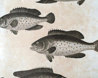 1819 Original Antique Engraving - Perch - Fish - Ichthyology - Ocean Wildlife - Marine Decor