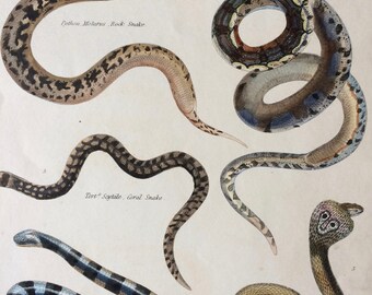 1862 Original Antique Hand Coloured Engraving - Available Mounted, Matted and Framed - Rock Snake, Boa Constrictor, Coral Snake