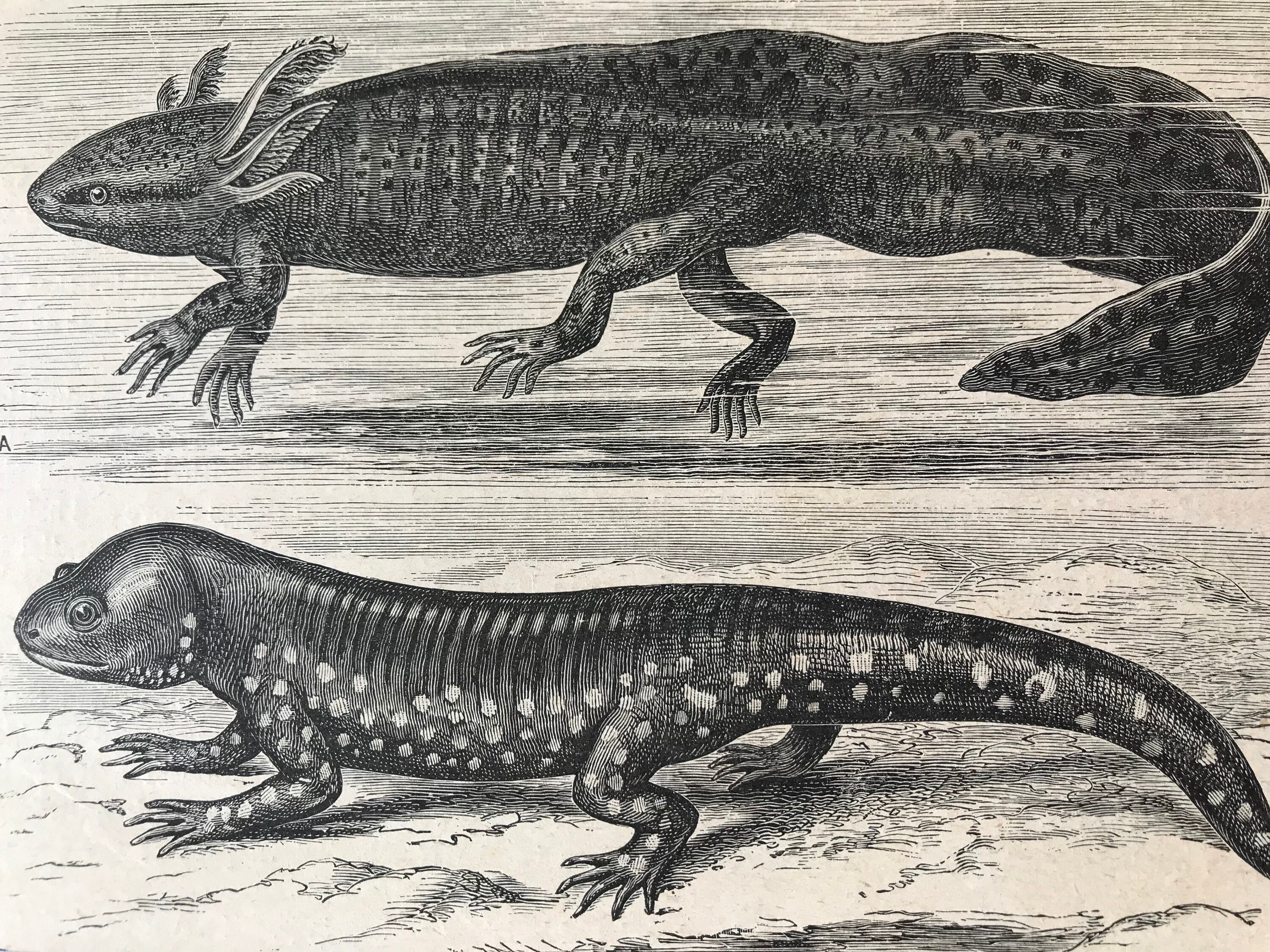 16 Axolotl In Earlier And Later Stages Of Existence Original Antique Print Natural History Mounted And Matted Available Framed
