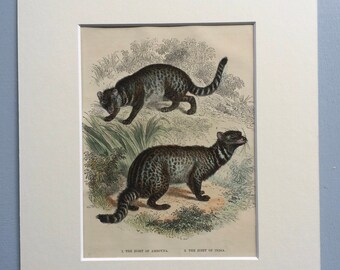 1865 Zibet Original Antique Hand-Coloured Engraving - Wildlife - Civet Cat - Wall Decor - matted and available framed 10 x 12 inches