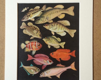 1968 Original Vintage Print - Mounted and Matted - Tropical Fish - Largemouth Bass, Rock Bass, Pumpkinseed, White Crappie - Available Framed