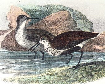 1896 Dunlin Original Antique Chromolithograph - Bird - Ornithology - Available Framed - Decorative Print - Wildlife Decor