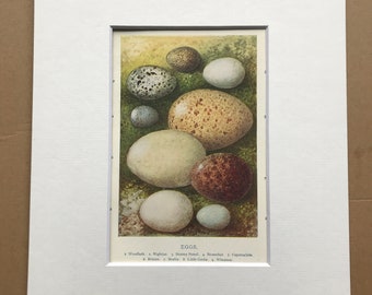 1921 Bird Egg Original Antique Print - Ornithology - Mounted and Matted - Available Framed