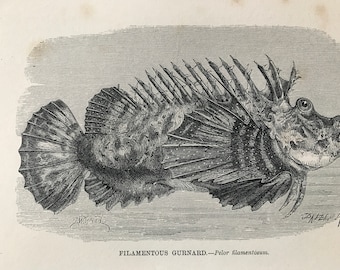 1863 Filamentous Gurnard Original Antique Print - Fish Illustration - Marine Decor - Mounted and Matted - Available Framed