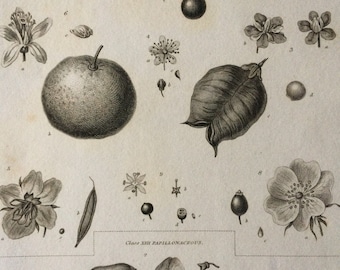1819 Original Antique Botanical Engraving - Available Mounted and Matted - Botanical Art - Flower - Plant - Papilionaceous Plants - Framed
