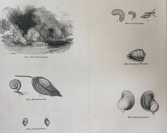 1856 Large Original Antique Gastropod Engraving - Slug - Snail - Gasterepoda - Mollusc - Wildlife - Wall Decor - Home Decor - Marine Decor
