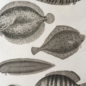 1819 Original Antique Engraving - Flounder and Chaetodon Fishes - Fish - Ichthyology - Marine Decor - Available Matted and Framed